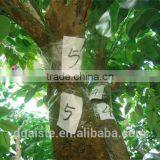 Artificial Outdoor Banyan Tree ( 2014 Hot Sale Artificial Green Plant ) thumbnail-1