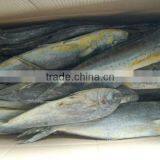 Frozen Mahi Mahi WR Frozen Fish ,10kgs per Carton Packed Coryphaena Hippurus thumbnail-1