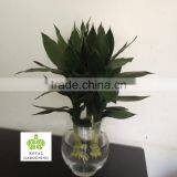 Dracaena Sanderiana Lotus 3 Pcs in One Pot thumbnail-3