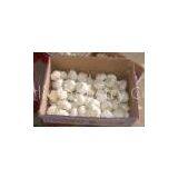 China Garlic thumbnail-3