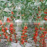 Goji Berry Price, Dried Organic Goji Berry thumbnail-5