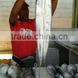 Largehead Hairtail thumbnail-5