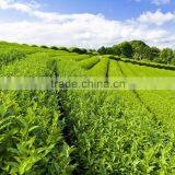 Nature Green Tea Extract EGCG 95% thumbnail-1