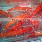 Live Spot Prawn thumbnail-1