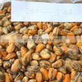 IQF Blue Mussel Meat thumbnail-3