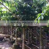 Lagerstroemia Speciosa Dia 6-20cm Landscaping Tree thumbnail-4