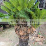 Cycas Revoluta Multi-heads for Sell thumbnail-5
