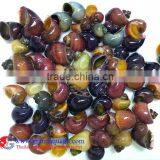 Apple Snail for Freshwater Aquarium Fish thumbnail-1