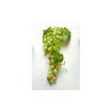 Artificial Grape,Plastic Grapes(FHM115B4) thumbnail-2