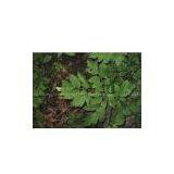 Cimicifuga Fletida Extract thumbnail-1