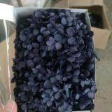 DIY Glass Dome Filling Supplies 20g Real Preserved Hydrangea Macrophylla