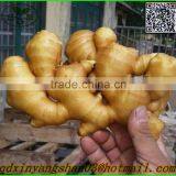 Fresh Ginger for China/air Dry Ginger thumbnail-3