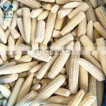 2020 New Crop Top Grade for Sale IQF Frozen Baby Corn Cut thumbnail-5