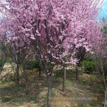 Цена сорта сливо-вишни Prunus × blireana 'meiren' и прайс-лист на саженцы сливо-вишни Prunus × blireana 'meiren'. Дешевые и с высокой выживаемостью. thumbnail-2