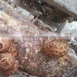 Fresh Mushroom thumbnail-1