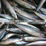 NEW LANDING FROZEN FISH PACIFIC MACKEREL SEA FROZEN 400-600G thumbnail-4