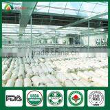 Shiitake Mushroom Spawn/Dried Shiitake Mushroom /Shiitake Seeds thumbnail-4