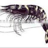Black Tiger Shrimp thumbnail-1