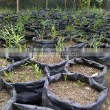 Vietnam Fresh Ginger thumbnail-5