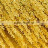 PALM SEED thumbnail-1