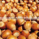 Hazelnut