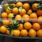 Grade A Fresh Navel Orange, Fresh Fruit thumbnail-1