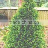 Temperate Thuja O. Smaragd Plant