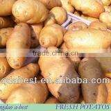 Chinese Fresh Potatoes thumbnail-2