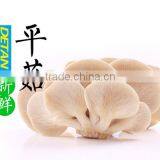 Detan Cultivted Oyster Mushroom Spawn/mushroom logs