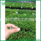 5-10CM aruacaria excelsa seedings for wholesale