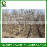 Magnolia Denudata - Winter Resist Landscaping Trees (3) thumbnail-4