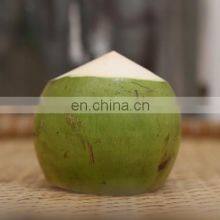 Coconut Vietnam High Quality Competitive Price thumbnail-4