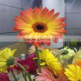 Hot Sale Gerbera Fresh Flower Decoration thumbnail-3