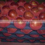 Top Red Apple Huaniu thumbnail-1