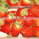 Fresh Strawberry