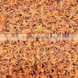 HIGHT QUALITY STAR ANISEED (Crop 2016) (skype:tuanminhco) thumbnail-1