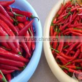 FRESH / DRIED CHILI WITH BEST QUALITY AND BEST PRICE