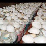 Fresh Pleurotus Eryngii Mushroom thumbnail-1