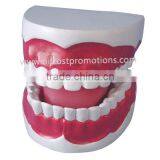Dental Model, 32 Teeth Model thumbnail-2