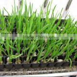 Custom PS Reusable Plastic Plant Seed Starting Grow Trays for Propagation thumbnail-6