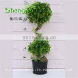 SJLJ013291 Guangdong Factory Wholesale Artificial Topiary Tree / Artificial Bonsai / Artificial Plant thumbnail-5