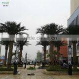 Cheap Palm Tree Fiberglass Palm Tree Decorative Indoor Palm Tree thumbnail-3