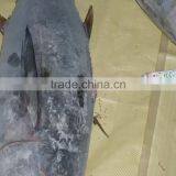 Frozen Yellowfin Tuna Whole thumbnail-5