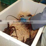 Red Lobster thumbnail-1