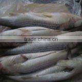 IQF Frozen Grey Mullet Whole Round or (steak) thumbnail-1
