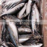 Land Frozen Mackerel Fish thumbnail-3