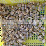 Selected Quality Frozen Short Necked Clam Meat thumbnail-2