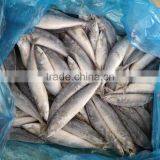 Low Price Land Frozen Pacific Mackerel For Canning thumbnail-1