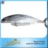 Zhejiang Ningbo Sea Frozen Bonito Tuna thumbnail-4