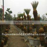 Cycas Revoluta Group Potted thumbnail-1